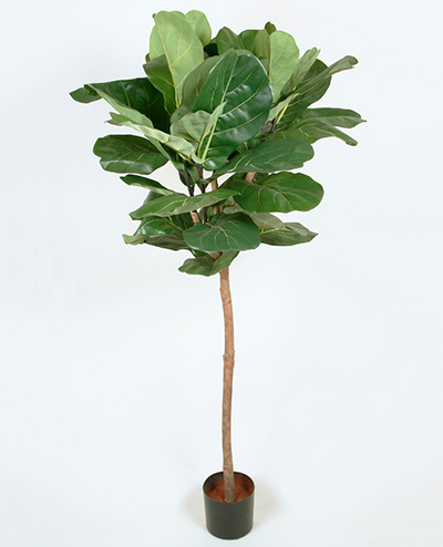 1236-140 Fiddle Leave 140cm